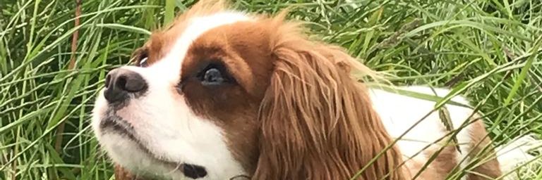 Lorraine Mulroney 🌻🦋 🌈 banner