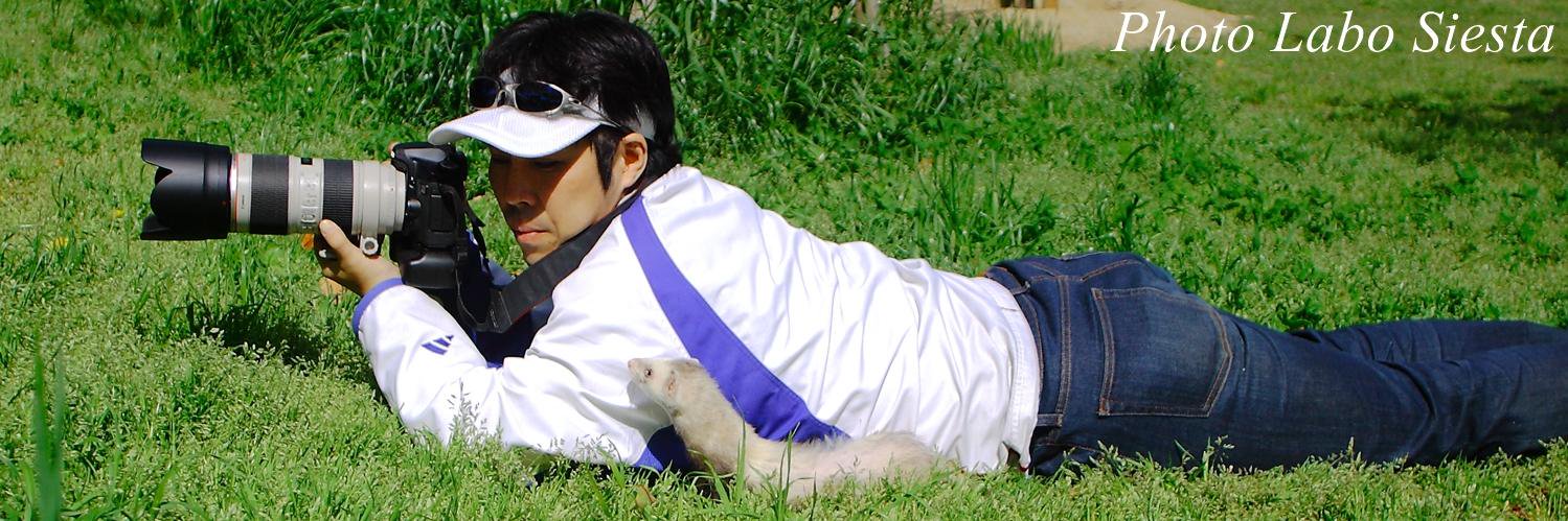 PhotoLaboSiesta's profile banner image