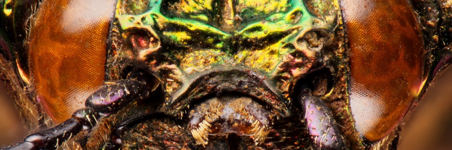 DaBeardedSpider's profile banner image