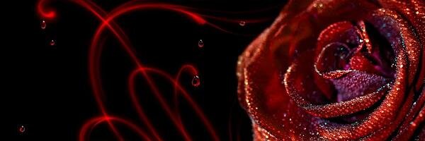 Dragonfly31077 banner