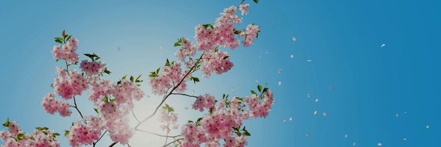 aandrebustos's profile banner image