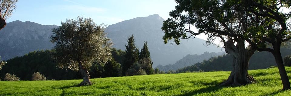 Mallorcanytt's profile banner image