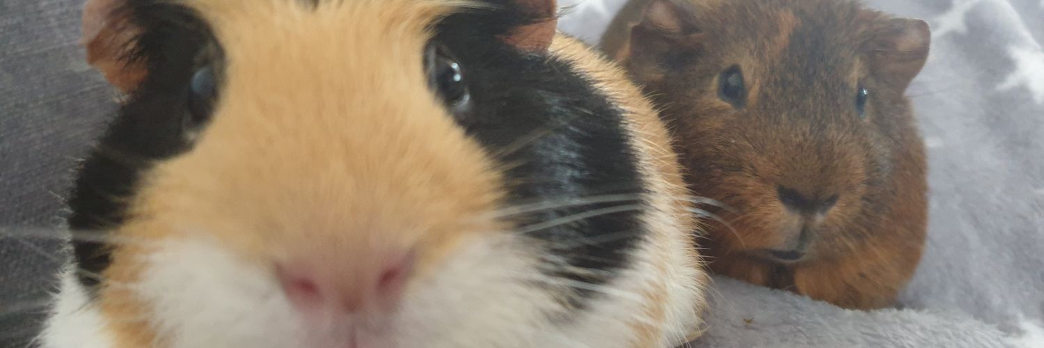 sazbomb's profile banner image