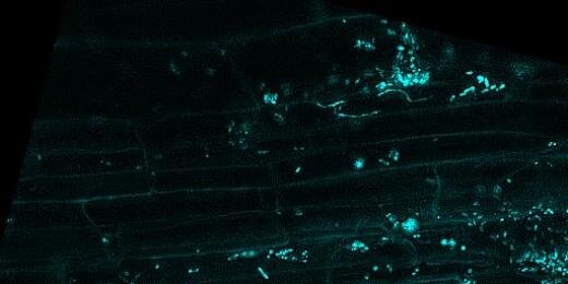 Bulk_Soil's profile banner image