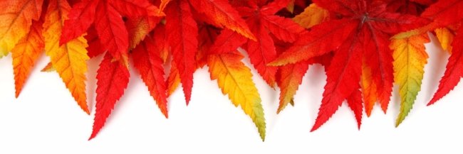 dalal_reena's profile banner image