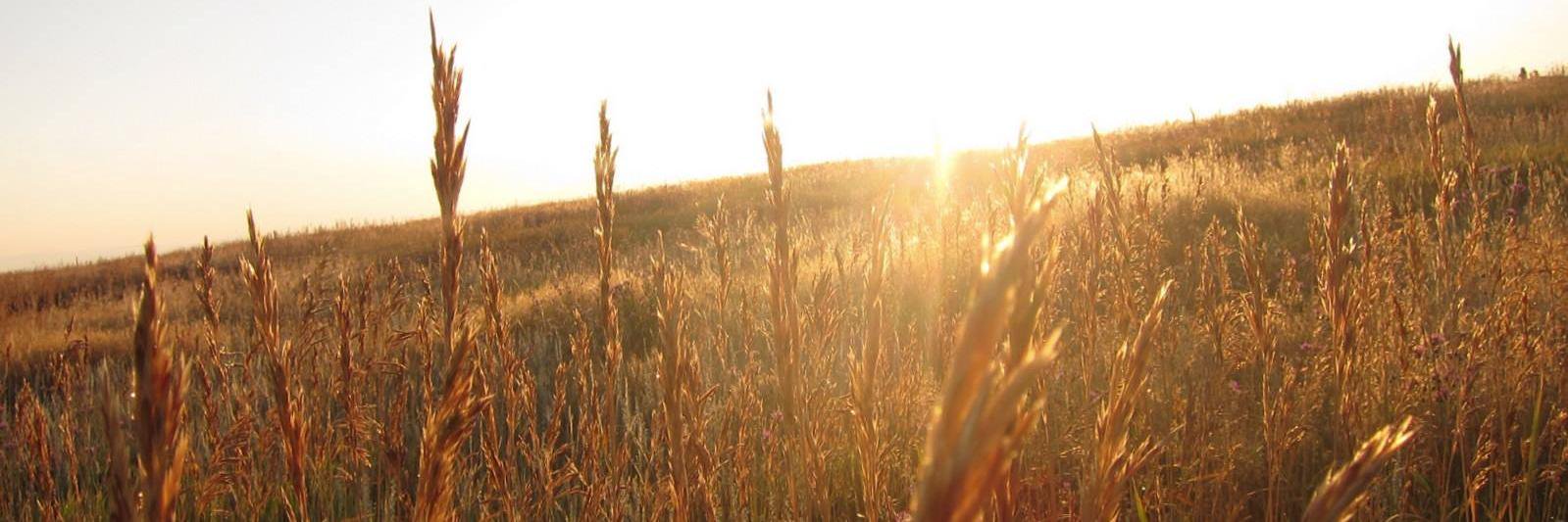 Patrick Baylis banner