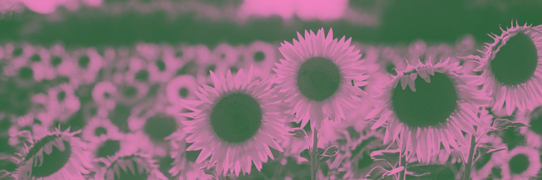 suciars_'s profile banner image