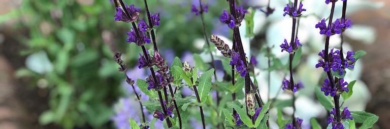 Chesham in Bloom banner