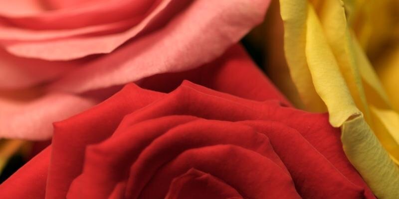 Hannah Fairlamb banner