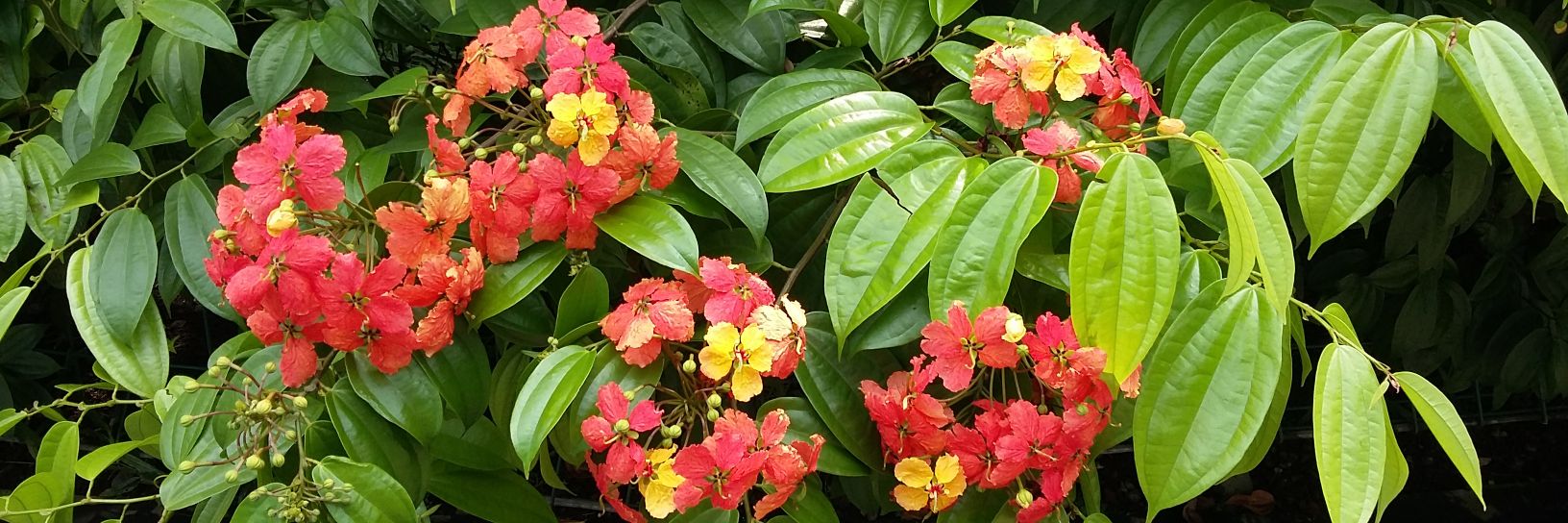 rindatha's profile banner image