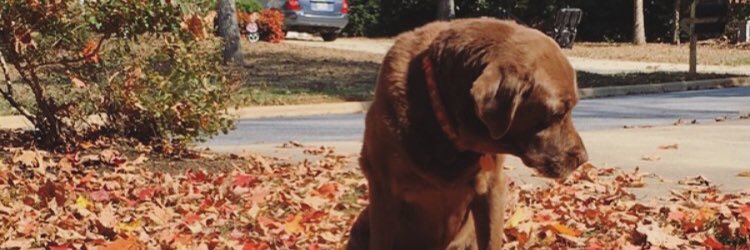 brewsybeast's profile banner image