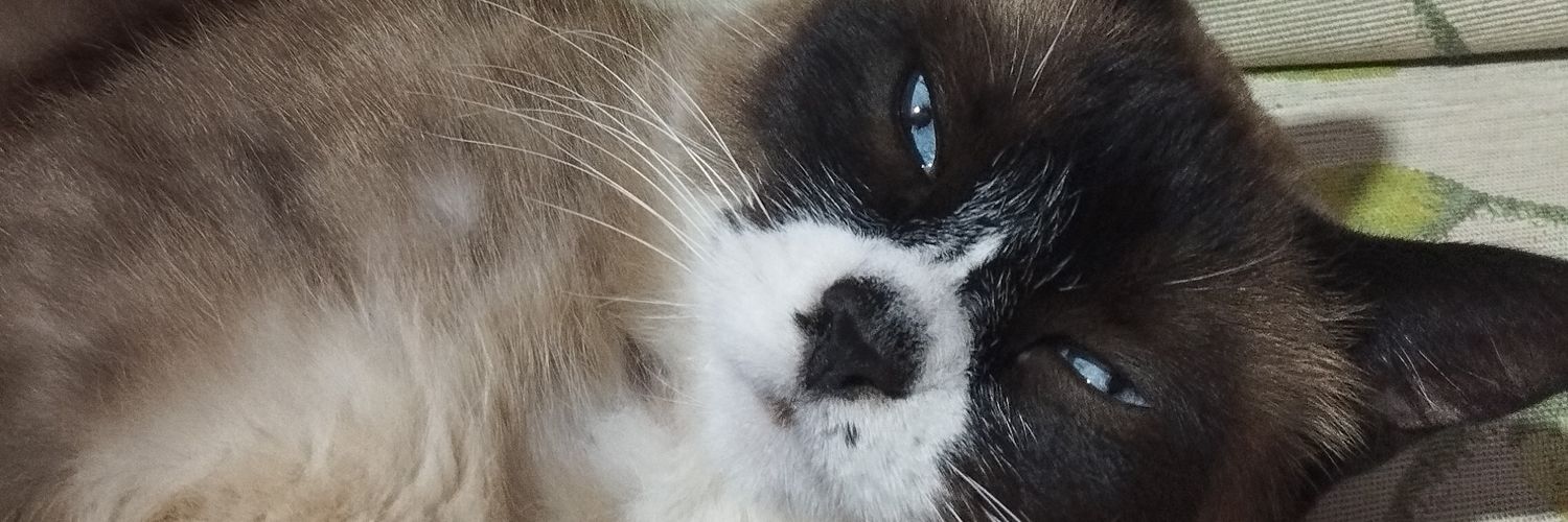 Anavi_qq's profile banner image
