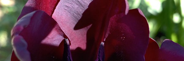 DeppsVampiregrl Profile Banner