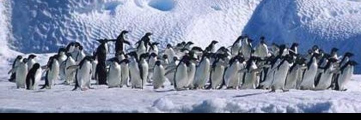 SILVIA 🐧 KUKA DE PALADAR NEGRO/PERONISTA✌️UP banner