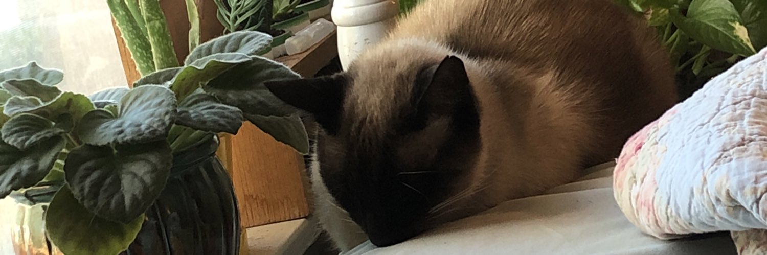 WaitWhatsSleep's profile banner image
