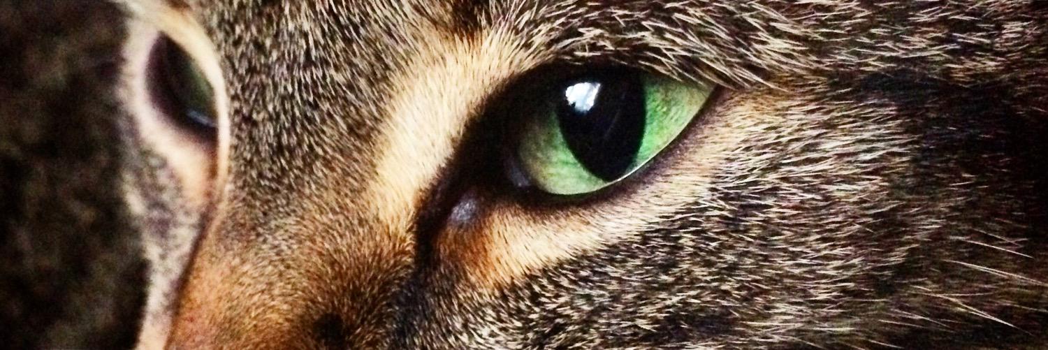 iconapix's profile banner image