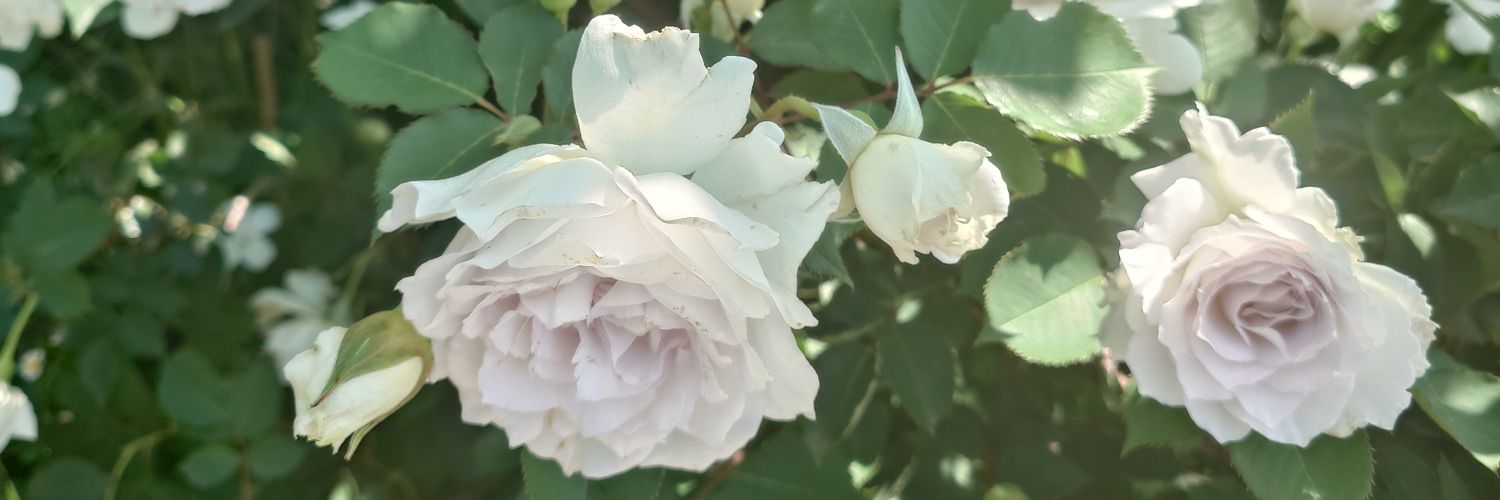 ㌍ おんたん banner