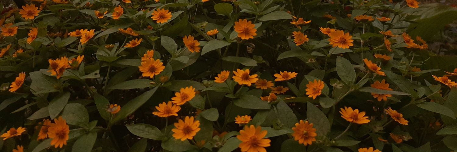 ayangtrex's profile banner image