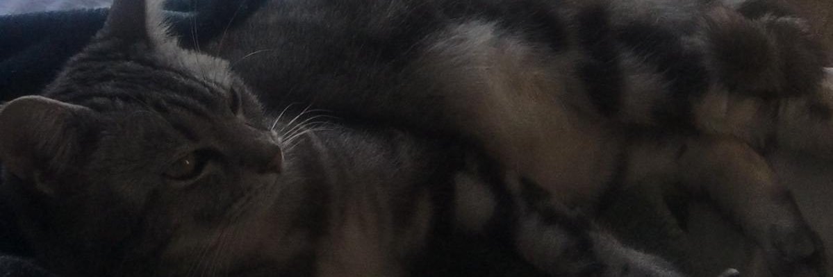 gamzekntt's profile banner image