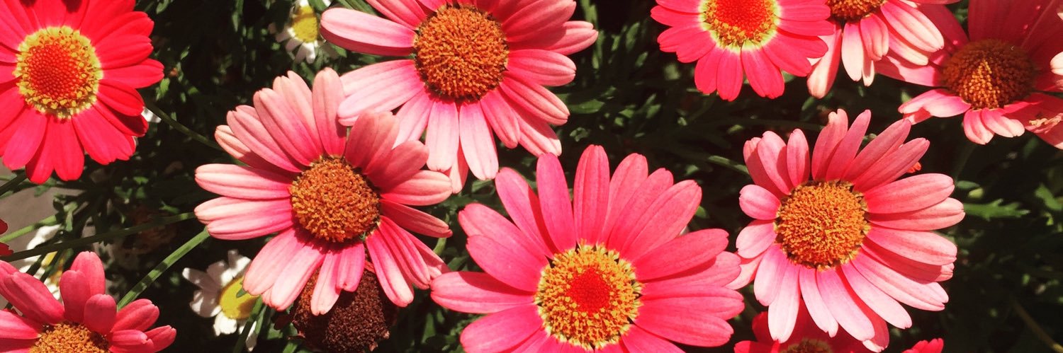 Lu_berry7's profile banner image