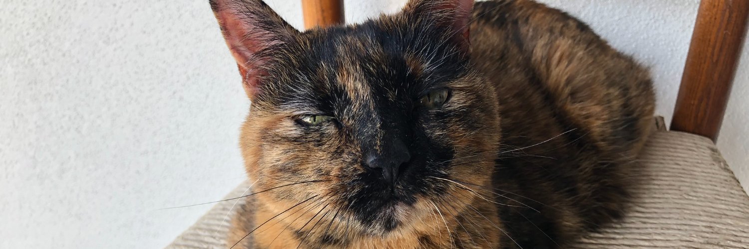 Rachel Samples banner