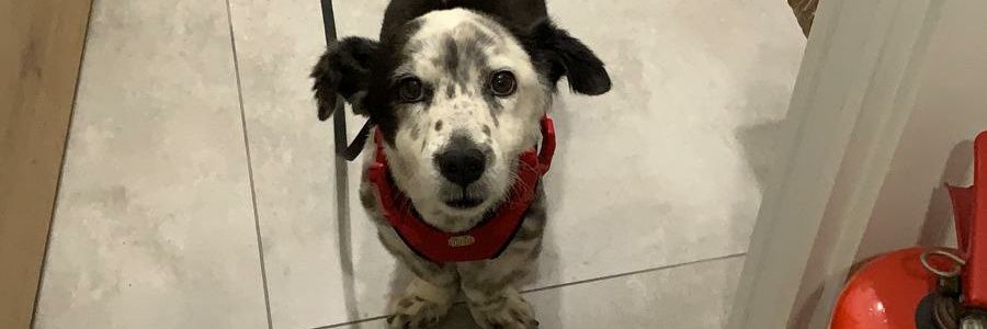 DAltay22's profile banner image
