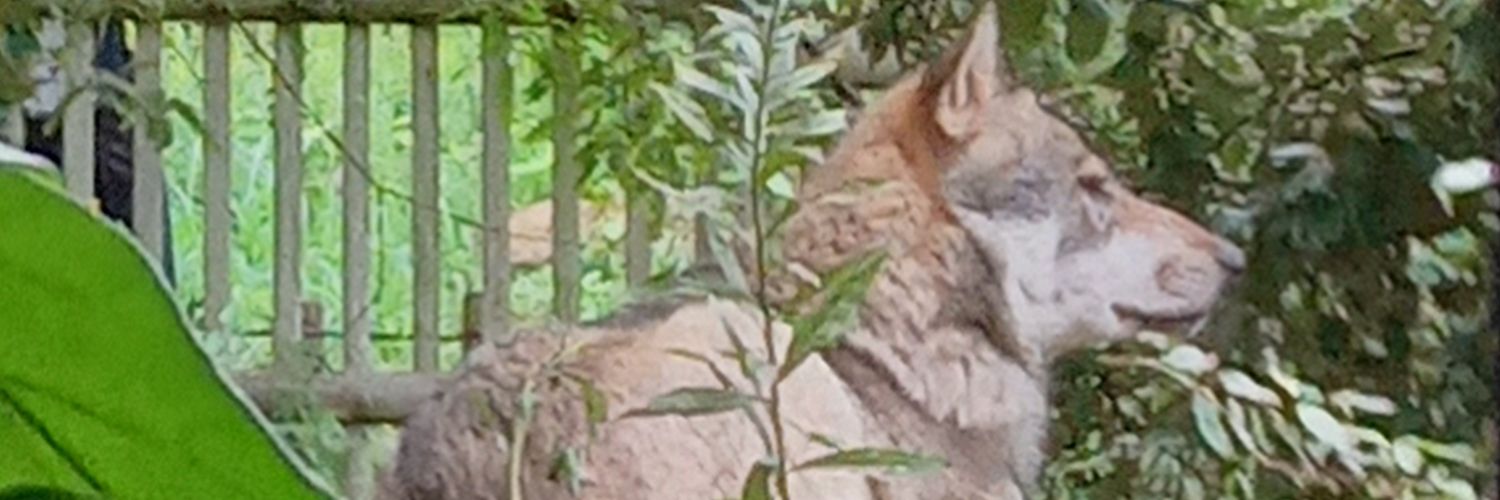 GigIwaaa's profile banner image