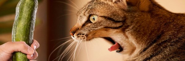 AnnaFascetti Profile Banner