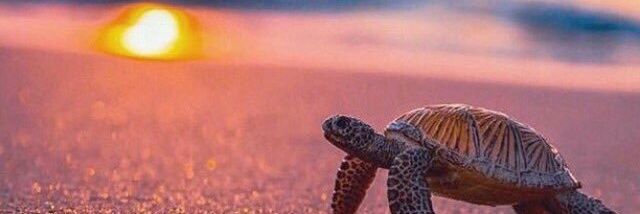 dev_triipathi's profile banner image