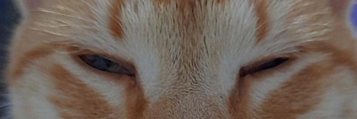 lulitenss's profile banner image