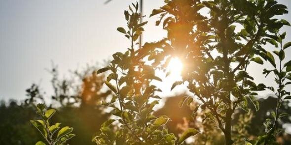 Pure North Cider banner