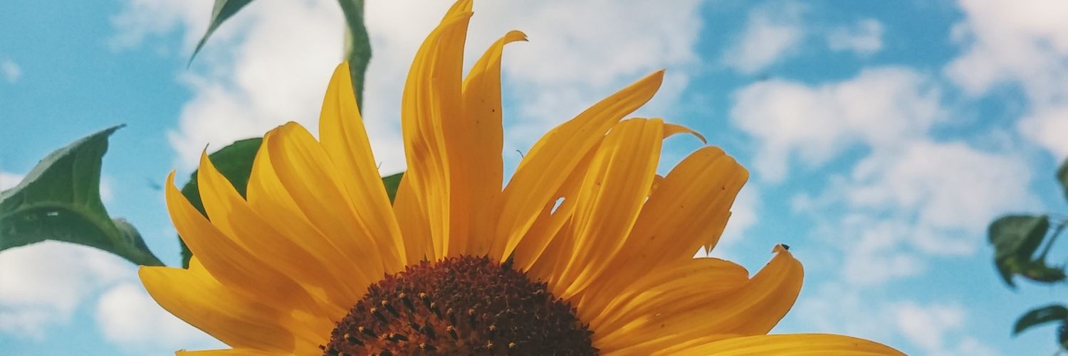 aripnk's profile banner image