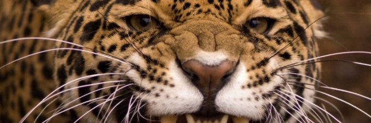 Beckham_55's profile banner image