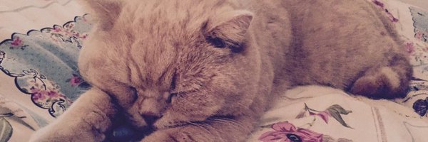 Cleo_elvis Profile Banner