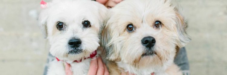 ShaylaLynn's profile banner image