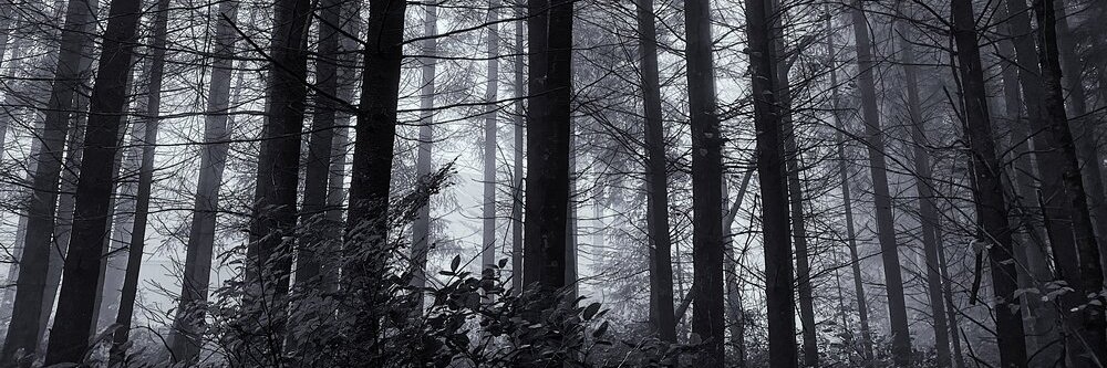 Eury_dice's profile banner image