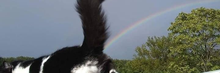 luadelaris's profile banner image