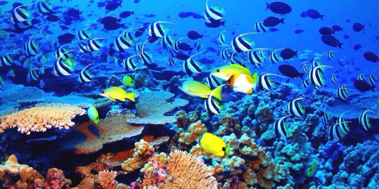 BucBayScuba's profile banner image