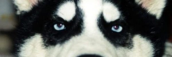 yreid68 Profile Banner