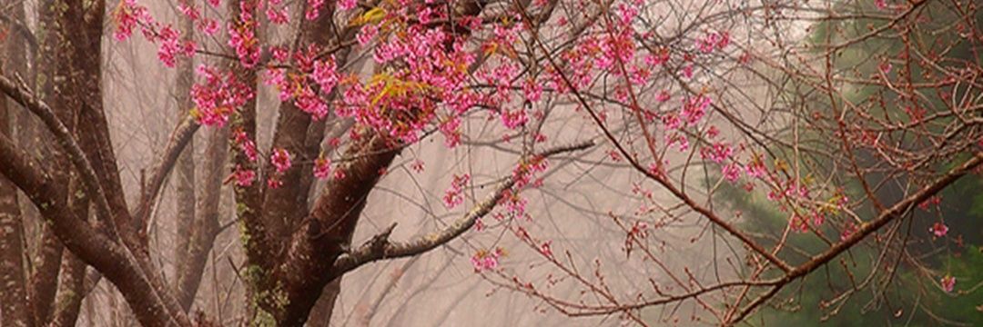 sema m gheith..🐝.. banner