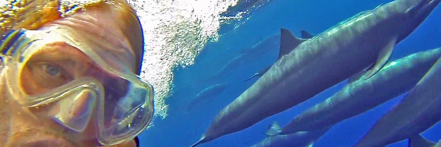 ⚡️Americas Oracle of Dolphins⚡️ banner