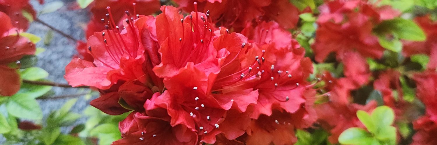 May Dawn 命🌺 banner