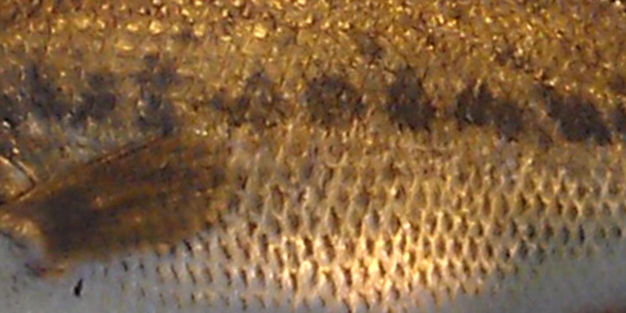 justMEfishing's profile banner image