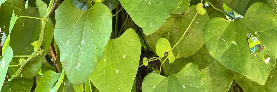 OOripata's profile banner image