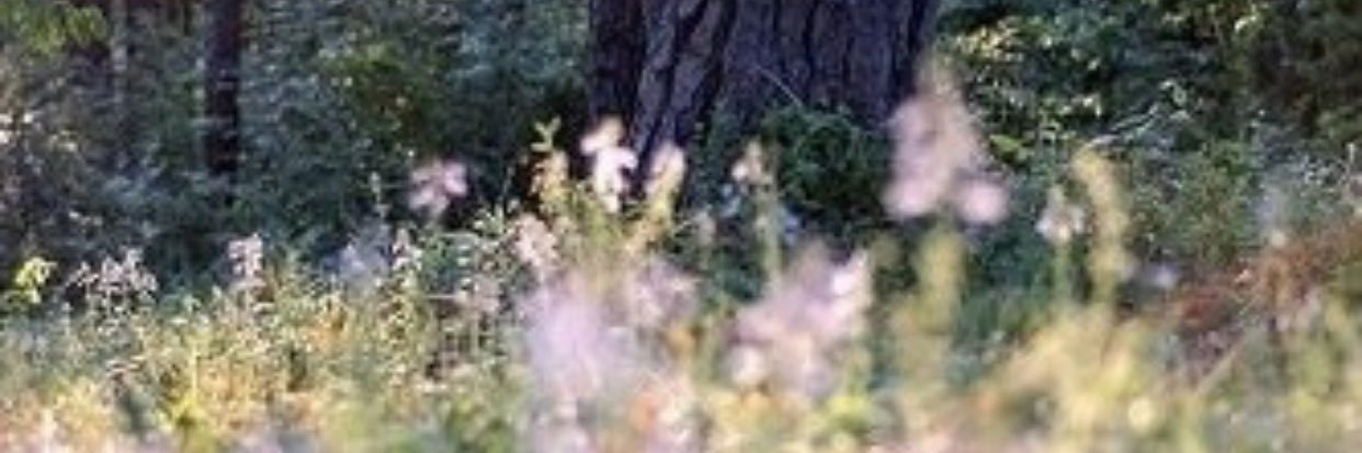 treatubutter_'s profile banner image