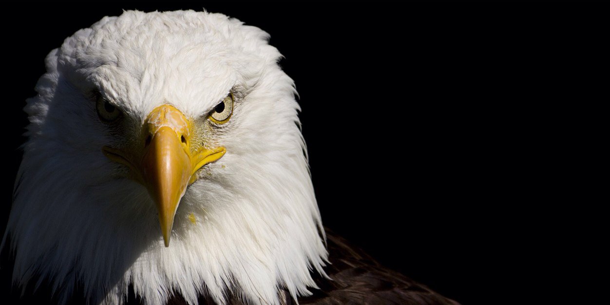 DeltaEagleAr's profile banner image