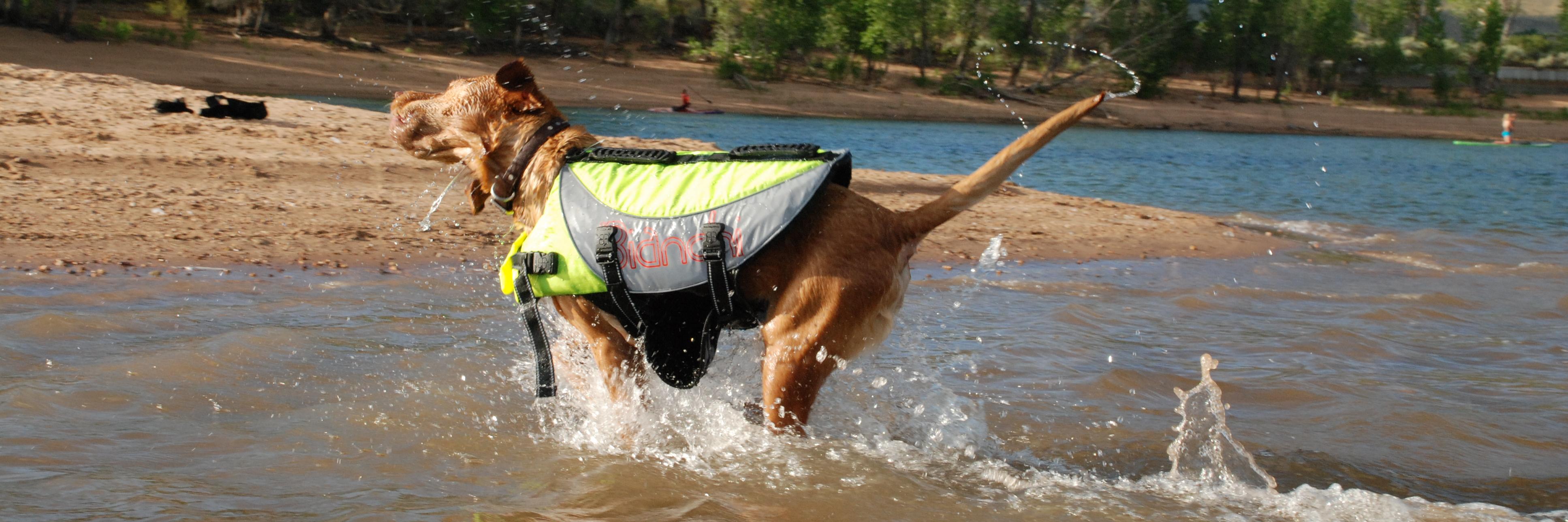 Petego EBDesign banner