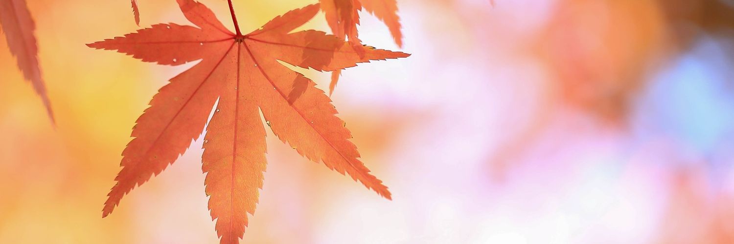 ale_ra11's profile banner image