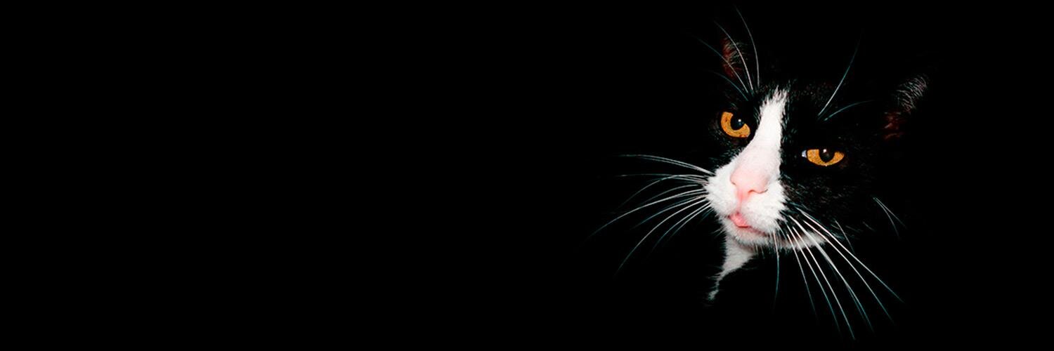 frau_orla's profile banner image
