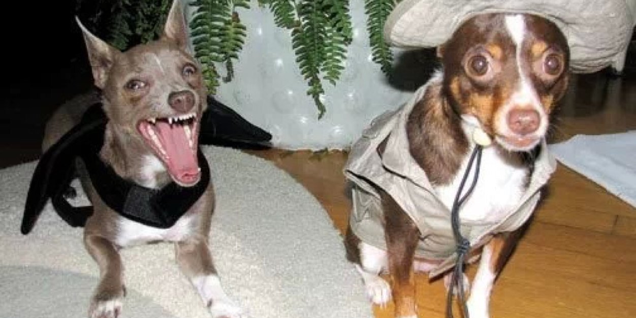 MegaPixelDogs's profile banner image